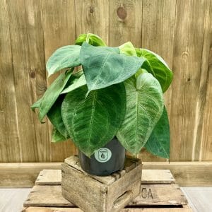 Syngonium Ice Frost (L)