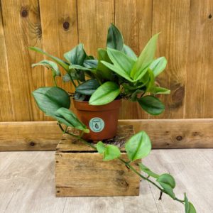 Scindapsus Treubii Moonlight (M)