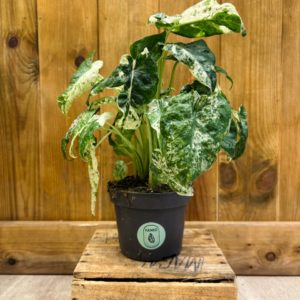 Alocasia Macrorrhiza Splash (M)