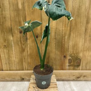 Alocasia Mickey Mouse "Xanthosoma Monstrosum Variegata" (L)