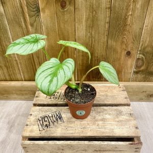 Philodendron Mamei (S)