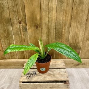 Philodendron Campii (M)