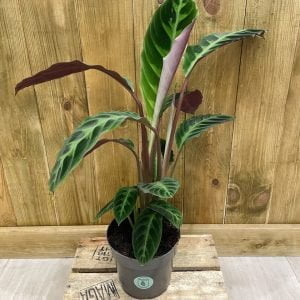 Calathea Warscewiczii (M)
