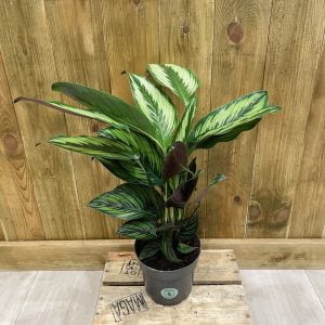 Calathea Majestic (M)