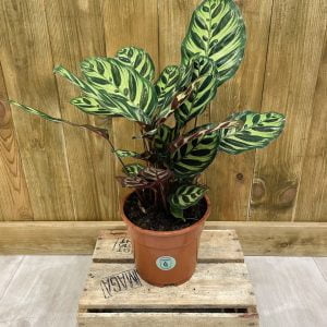 Calathea Makoyana (L)