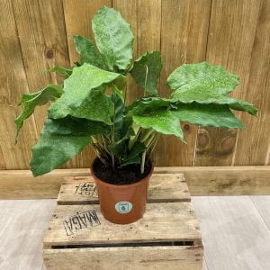 Calathea Musaica "Network" (M)