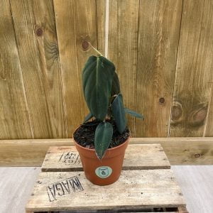 Philodendron Gigas (M)