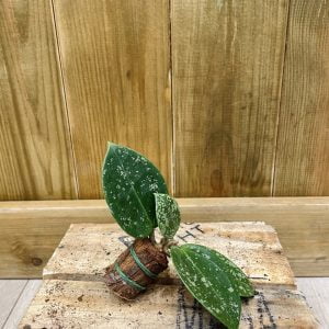 Hoya Parasitica Splash (S)