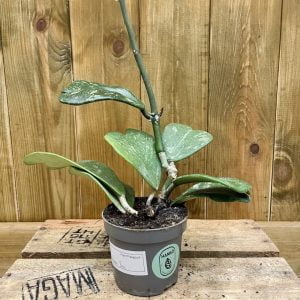 Hoya Kerrii Splash (S)