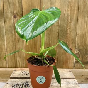 Philodendron Pittieri (M)