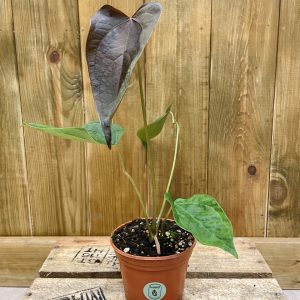 Anthurium Queen of Hearts (S)