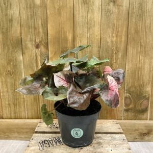 Syngonium Strawberry Ice (L)