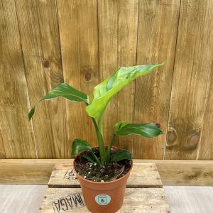 Strelitzia Variegata (M)