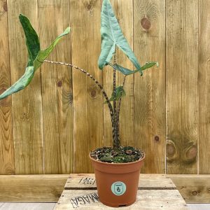 Alocasia Tigrini Variegata (L)