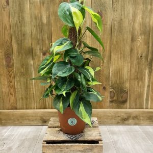 Philodendron Scandens Brazil (XL)