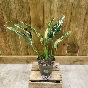 Spathiphyllum Cream (M)