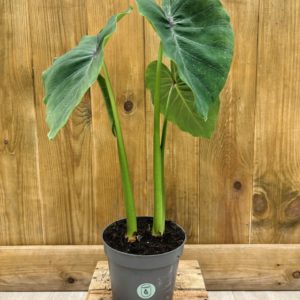 Tubercule Colocasia Esculenta Pharaohs Mask Red (Sans feuille)