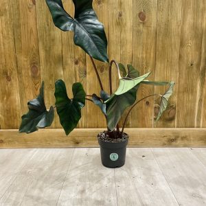 Alocasia Purple Cloak (L)