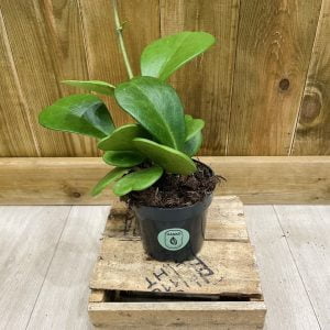 Hoya Kerrii (S)