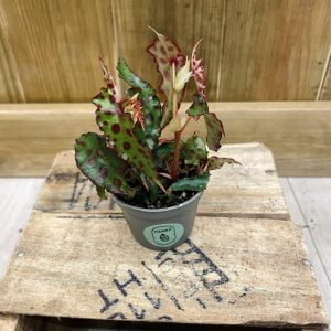 Begonia Amphioxus (Baby)
