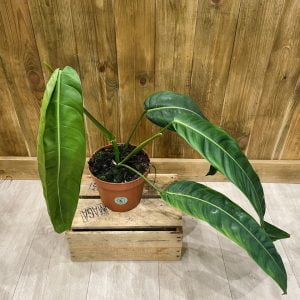 Philodendron Patriciae (M)