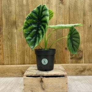 Alocasia Clypeolata "Green Shield" (L)