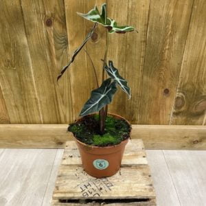 Alocasia Sanderiana Nobilis (L)