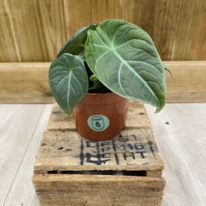 Alocasia Maharani (S)