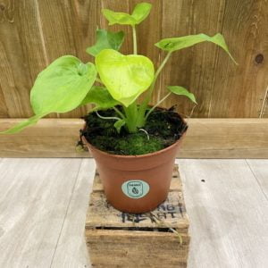 Alocasia Cucullata Gold (M)