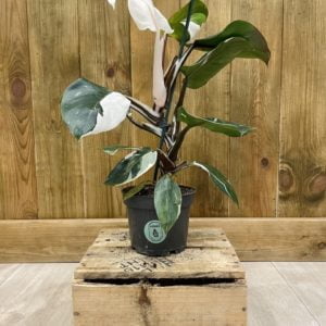 Philodendron White Knight (S)