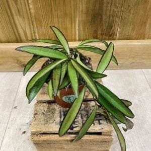 Hoya Wayetii (S)