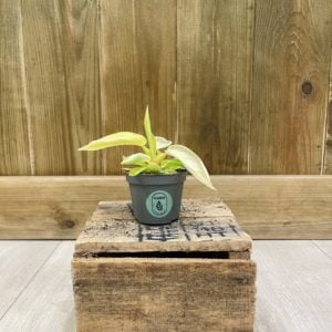Philodendron Moonshine (Baby)