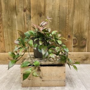Hoya Sunrise (L)