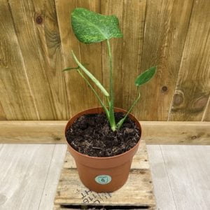 Monstera Deliciosa NoID Oceana (L)
