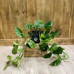 Epipremnum "Pothos" Aureum (XL)