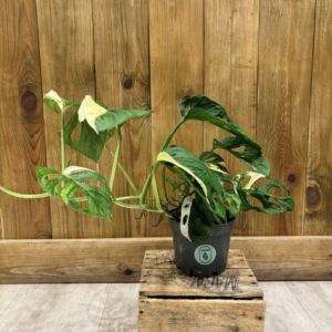 Monstera Adansonii Variegata (L)