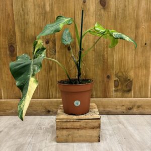 Philodendron Domesticum Variegata (L)