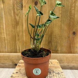 Syngonium Godzilla (S)
