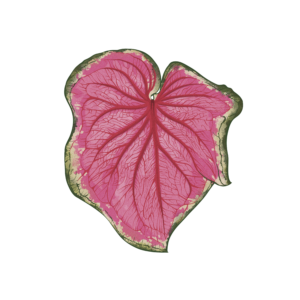Caladium Florida Sweetheart (Bulbe - I)