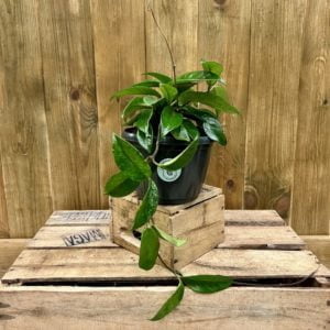 Hoya Carnosa "Krinkle 8" (XL)