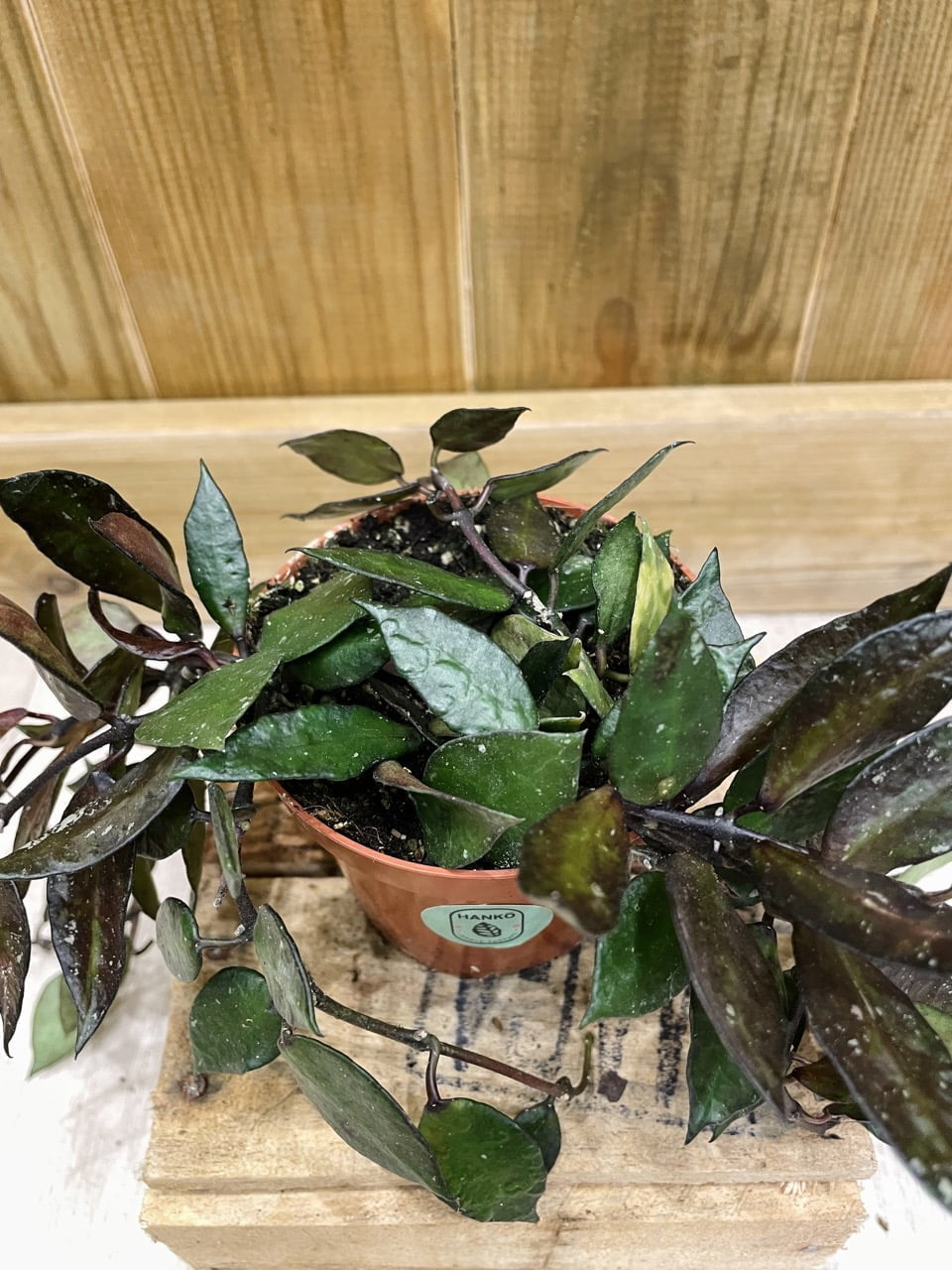 Hoya Krohniana "Black Leaves" • Plante rare • 9 cm / 10 cm