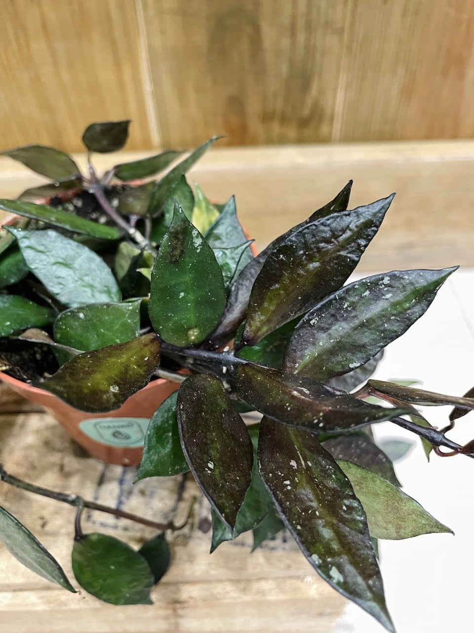 Hoya Krohniana "Black Leaves" • Plante rare • 9 cm / 10 cm