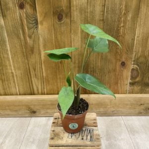 Alocasia Sumo (S)