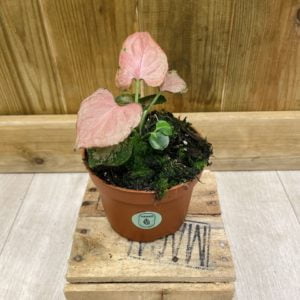 Syngonium Pink Perfection (S)