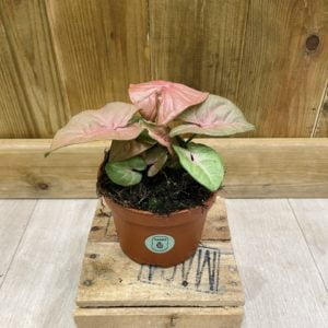 Syngonium Marble Pink (S)