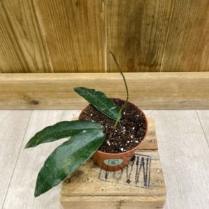 Hoya Archboldiana (S)