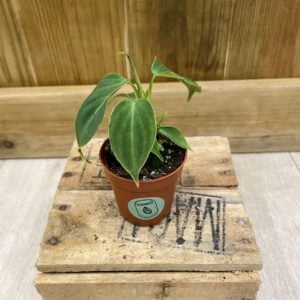 Philodendron Splendid (Baby)