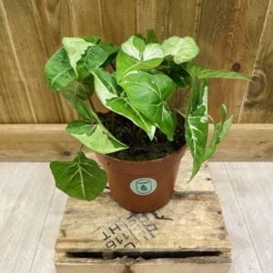 Syngonium Panda (M)