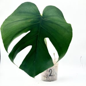 Monstera Green on Green (Bouture 2)