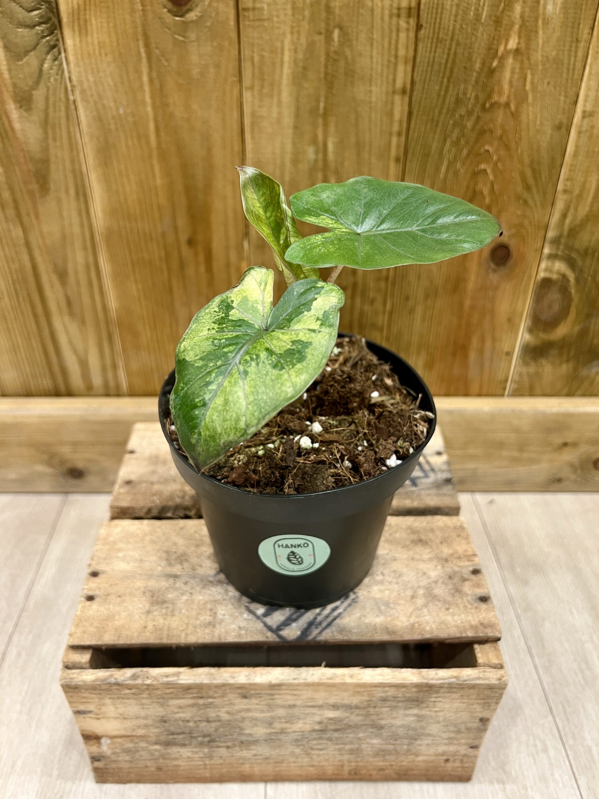 Alocasia Yucatan Princess Variegata • Plante rare • 14 cm / 20 cm